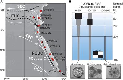 Silicon Isotope Signatures of Radiolaria Reveal Taxon-Specific Differences in Isotope Fractionation